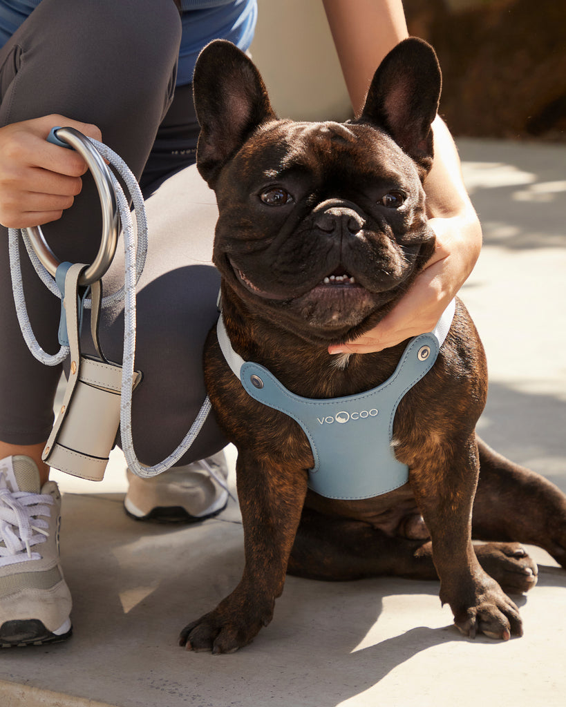 New to Pet Parenting? Essential Tips for Your Journey Ahead