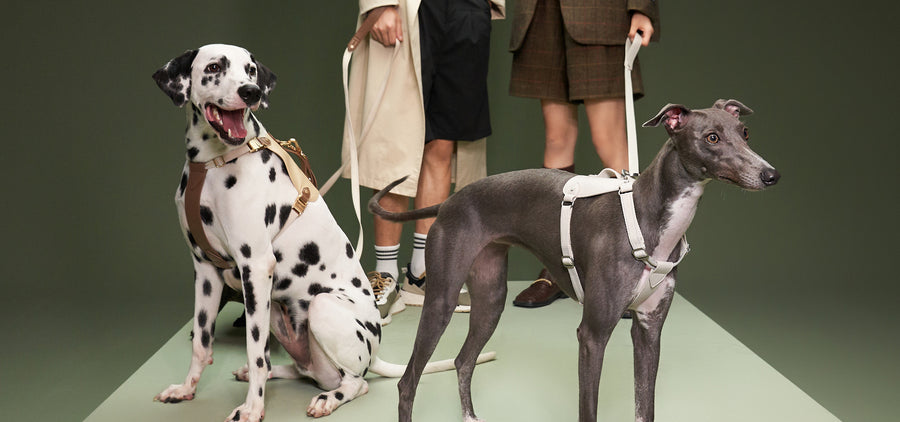 The Saddle Pet Leash and Harness Set has an equestrian-inspired design with PU leather and custom hardware. It includes a leash and harness for stylish walks.