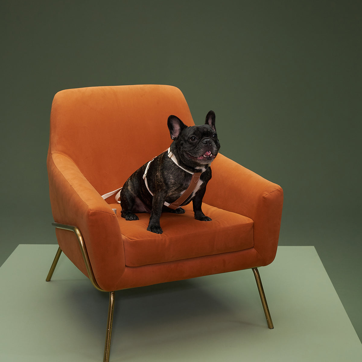 Saddle Pet Leash and Harness Set: Equestrian-inspired elegance for daily walks. PU Leather with custom hardware and contrast stitching.