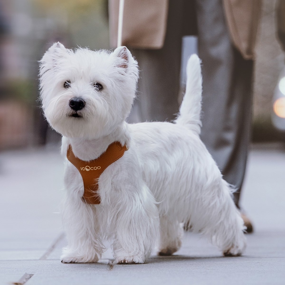 Loofie Colorful Dog Harness & Leash Set