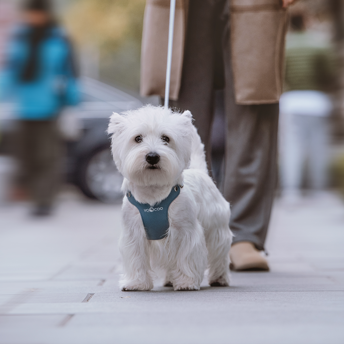 Westie harness deals